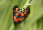 Peniarka nížinná (Cercopis sanguinolenta)