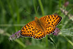 Perleťovec velký (Argynnis aglaja)