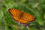 Perleťovec velký (Argynnis aglaja)