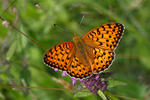 Perleťovec velký (Argynnis aglaja)