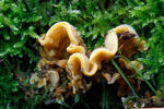 Pevník chlupatý (Stereum hirsutum)