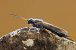 Pilořitka fialová (Sirex juvencus)