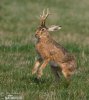 Pivoň (Lepus temperamentalus)