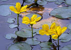 Plavín štítnatý (Nymphoides peltata)