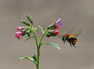 Plicník lékařský (Pulmonaria officinalis)