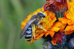 Ploskočelka čtyřpásá (Halictus quadricinctus)