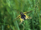 Ploskoroh žlutý (Ascalaphus libelluloides)