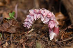 Podbílek šupinatý (Lathraea squamaria)