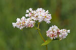 Pohanka obecná (Fagopyrum esculentum)