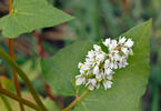 Pohanka obecná (Fagopyrum esculentum)