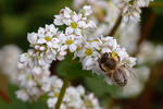 Pohanka obecná (Fagopyrum esculentum)