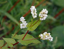 Pohanka obecná (Fagopyrum esculentum)