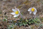 Poniklec jarný (Pulsatilla vernalis)