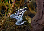 Pralesnička mnohobarvá (Dendrobates tinctorius)