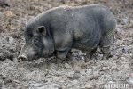 Prase domácí vietnamské (Sus scrofa f. domestica)