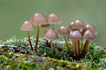 Prilbička naklonená (Mycena inclinata)
