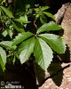 Přísavník pětilistý, psí víno (Parthenocissus quinquefolia)
