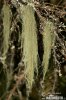 Provazovka obecná (Usnea filipendula)