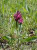 Prstnatec bezový (Dactylorhiza sambucina)