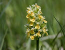 Prstnatec bezový (Dactylorhiza sambucina)