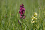 Prstnatec bezový (Dactylorhiza sambucina)