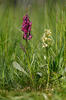 Prstnatec bezový (Dactylorhiza sambucina)