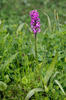 Prstnatec májový (Dactylorhiza majalis)