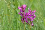 Prstnatec májový (Dactylorhiza majalis)