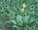 Prvosenka jarní - Petrklíč (Primula veris)