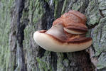 Pstřeň dubový (Fistulina hepatica)