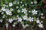 Ptačinec velkokvětý (Stellaria holostea)