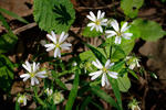 Ptačinec velkokvětý (Stellaria holostea)