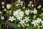 Ptačinec velkokvětý (Stellaria holostea)