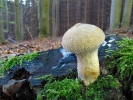 Pýchavka obecná (Lycoperdon perlatum)