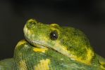 Pytón zelený (Morelia viridis)