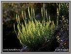 Rezeda žltá (Reseda lutea)