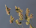 Reznačka laločnatá (Dactylis glomerata)