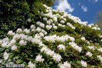 Rhododendron