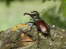 Roháč obecný (Lucanus cervus)