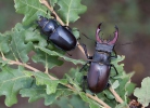 Roháč obecný (Lucanus cervus)