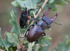 Roháč obecný (Lucanus cervus)