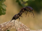 Roháč obecný (Lucanus cervus)