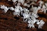 Rohačka kríčkovitá (Ceratiomyxa fruticulosa)