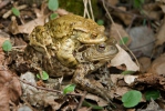 Ropucha bradavičnatá (Bufo bufo)