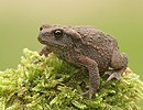 Ropucha obecná