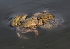 Ropucha obecná (Bufo bufo)