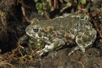 Ropucha zelená (Bufotes viridis)