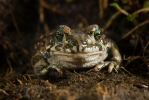 Ropucha zelená (Bufotes viridis)