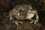 Ropucha zelená (Bufotes viridis)