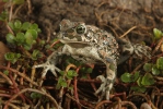 Ropucha zelená (Bufotes viridis)